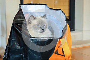 Meet Boris, a Ragdoll cat sitting in a shopping bag