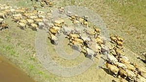 Meet the cow crew. 4k drone footage of a herd of cows surrounding a watering hole on a farm.