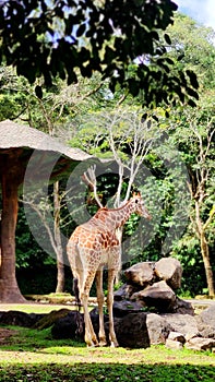 Meet Pretty Giraffe at Zoo