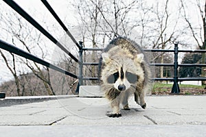 Meet the raccoon