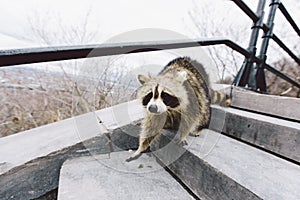 Meet the raccoon in Montreal