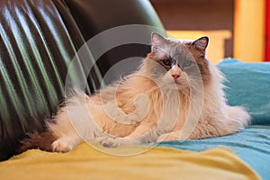 Meet Tom, a Ragdoll cat lying on the sofa