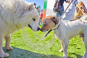 Meeting and acquaintance of two cheerful dogs photo