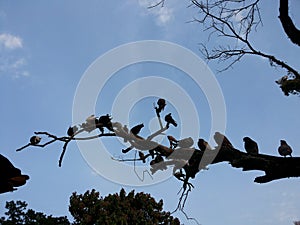 Meeting birds on the tree plant