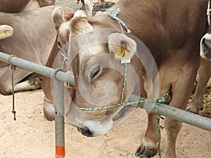 The meeting of the cowherds