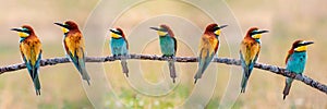 Meeting of four bee-eaters