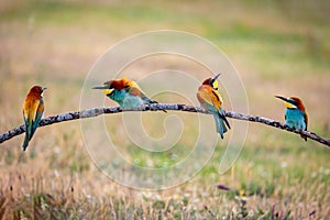 Meeting of four bee-eaters