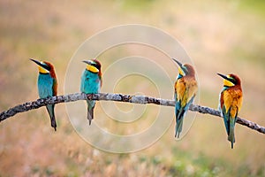 Meeting of four bee-eaters