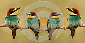 Meeting of four bee-eaters