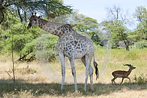 Meeting of Giraffe and scared Impala