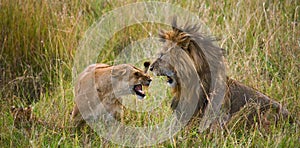 Meeting the lion and lioness in the savannah. National Park. Kenya. Tanzania. Masai Mara. Serengeti.