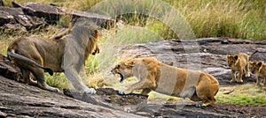 Meeting the lion and lioness in the savannah. National Park. Kenya. Tanzania. Masai Mara. Serengeti.