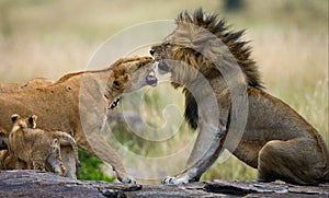 Meeting the lion and lioness in the savannah. National Park. Kenya. Tanzania. Masai Mara. Serengeti.