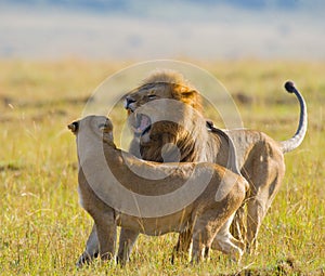 Meeting the lion and lioness in the savannah. National Park. Kenya. Tanzania. Masai Mara. Serengeti.