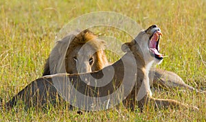 Meeting the lion and lioness in the savannah. National Park. Kenya. Tanzania. Masai Mara. Serengeti.