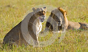 Meeting the lion and lioness in the savannah. National Park. Kenya. Tanzania. Masai Mara. Serengeti.