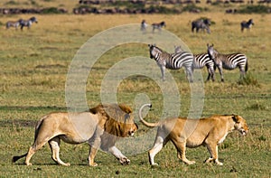 Meeting the lion and lioness in the savannah. National Park. Kenya. Tanzania. Masai Mara. Serengeti.