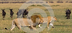 Meeting the lion and lioness in the savannah. National Park. Kenya. Tanzania. Masai Mara. Serengeti.