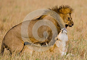 Meeting the lion and lioness in the savannah. National Park. Kenya. Tanzania. Masai Mara. Serengeti.