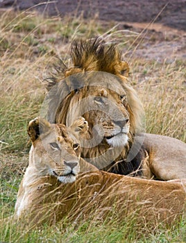 Meeting the lion and lioness in the savannah. National Park. Kenya. Tanzania. Masai Mara. Serengeti.