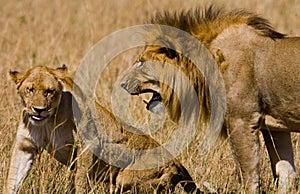 Meeting the lion and lioness in the savannah. National Park. Kenya. Tanzania. Masai Mara. Serengeti.