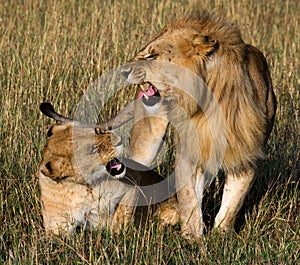 Meeting the lion and lioness in the savannah. National Park. Kenya. Tanzania. Masai Mara. Serengeti.