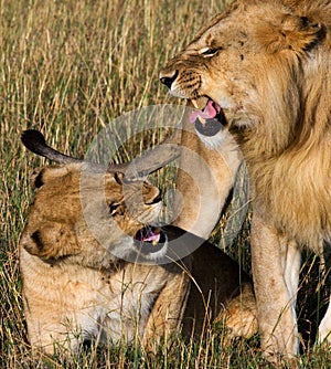 Meeting the lion and lioness in the savannah. National Park. Kenya. Tanzania. Masai Mara. Serengeti.