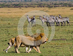 Meeting the lion and lioness in the savannah. National Park. Kenya. Tanzania. Masai Mara. Serengeti.