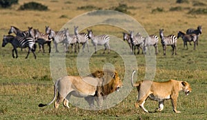 Meeting the lion and lioness in the savannah. National Park. Kenya. Tanzania. Masai Mara. Serengeti.
