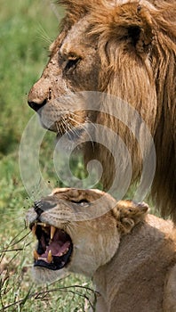 Meeting the lion and lioness in the savannah. National Park. Kenya. Tanzania. Masai Mara. Serengeti.