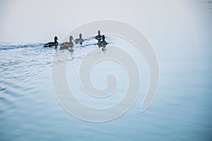 A meeting of the Mallards in a Colorado Lake