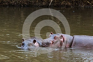 A meeting of pachyderms in the water. Meru, Kenya
