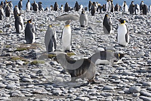 Meeting of a seal and king penguins