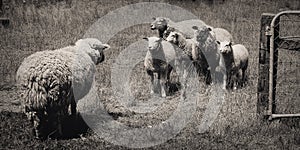 A Meeting of Sheep