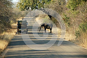 Piccolo un elefante 