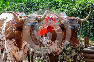 Meeting with a team of oxen pulling a traditional cart in Costa Rica