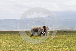 A meeting. Two elephants communicate. Crater NgoroNgoro, Tanzania photo