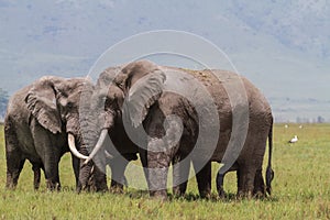 A meeting. Two huge elephants inside the crater of Ngorongoro. Tanzania, Africa photo