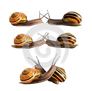 Meeting of two snails