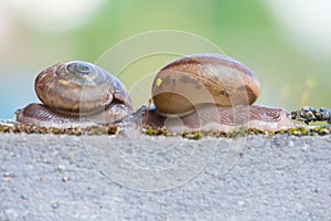 Meeting two snails