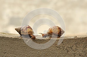 Meeting of two snails on wall