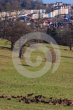 A meeting of urban and rural UK