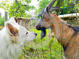 Meeting between a white sheperd and a goat