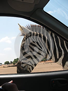 Meeting zebra during safari