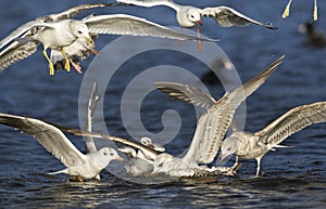 Meeuwen vechtend; Gulls fighting