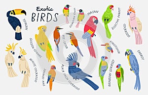 Mega collection of exotic birds with titles. Cockatoo, macaw, parrot, white cockatoo, sun conure, golden conure