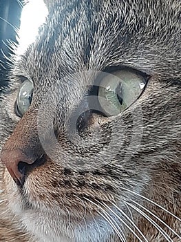 Mega Cute cat eyecontact