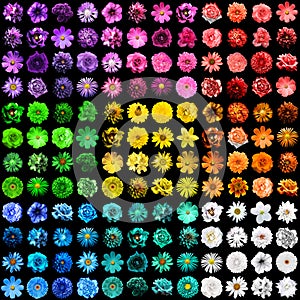 Mega pack of 144 in 1 natural and surreal blue, yellow, red, green, orange, turquoise, violet and pink flowers isolated