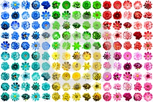 Mega pack of 150 in 1 natural and surreal blue, yellow, red, pink, green and turquoise flowers isolated