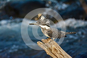 Megaceryle lugubris: Crested Kingfisher perching on tree log in the forest of Jim Corbett Natinal Park, India photo